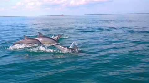 Several Spinner Dolphins swimming fast, porpoising, jumping out of water, hunting tuna. Beautiful and intelligent marine animals chasing fish during morning hunt. Sri Lanka. Side view. Slow motion.