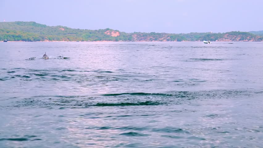 Long-Snouted Dolphins swimming away, jumping out of sea and performing tricks during morning hunting for fish. Group of marine carnivores chasing tuna in ocean. Sri Lanka. Long shot. Slow motion. Royalty-Free Stock Footage #24323552