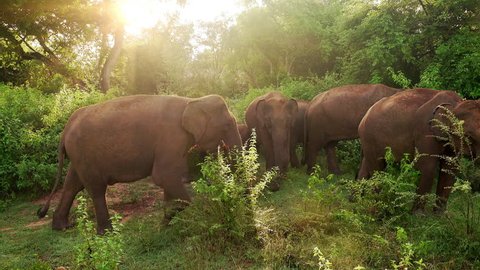 Group of big Asian elephants at Udawalawe National Park. Sri Lanka wild animals