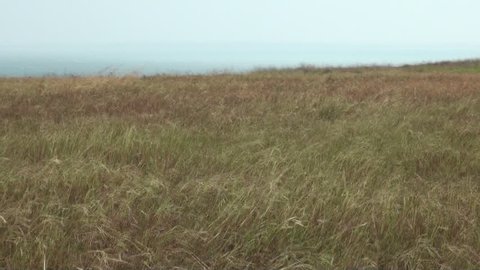 The wind is waving the dry field grass on Penghu Islands, Taiwan. There are straw and dry grass.