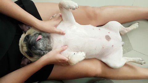 woman owner giving body massage to a cute puppy pug dog that sleep lie supine at her leg