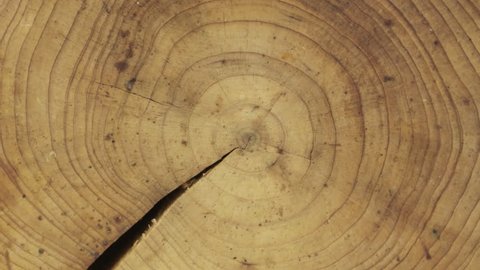 Close-up of a cross-section of a tree trunk, rotation, isolated on a green screen.