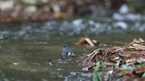 A female Plumbeous Water Redstart standing on a log and having plunged in the river at the north of Thailand