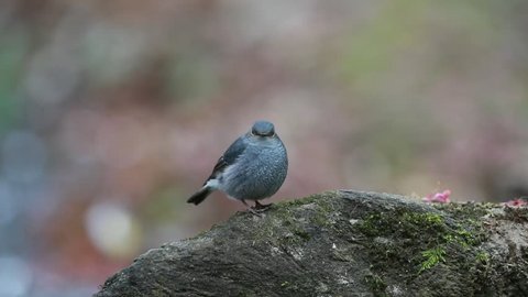 A female Plumbeous Water Redstart standing on a stone and having their exercise in the winter season at the north of Thailand