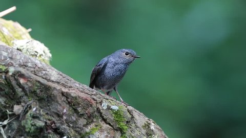 A female Plumbeous Water Redstart standing on a log and having their exercise in the winter season at the north of Thailand