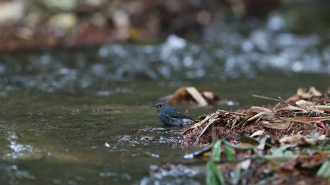 A female Plumbeous Water Redstart standing on a log and having plunged in the river at the north of Thailand