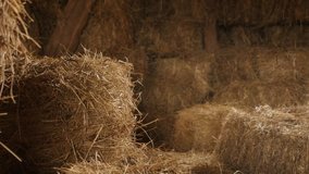 Hay stacks in curing process 4K 2160p 30fps UltraHD tilting footage - Stock of rectangular bales in the barn close-up slow tilt 3840X2160 UHD video