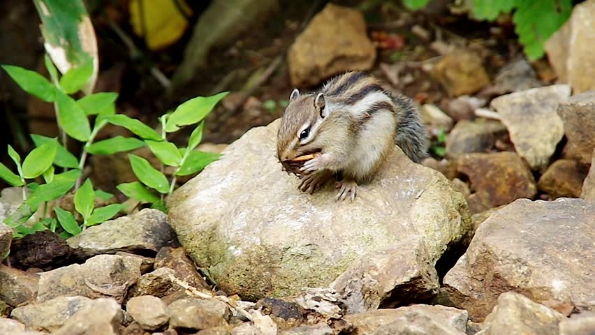 Siberian Chipmunk eating walnut
