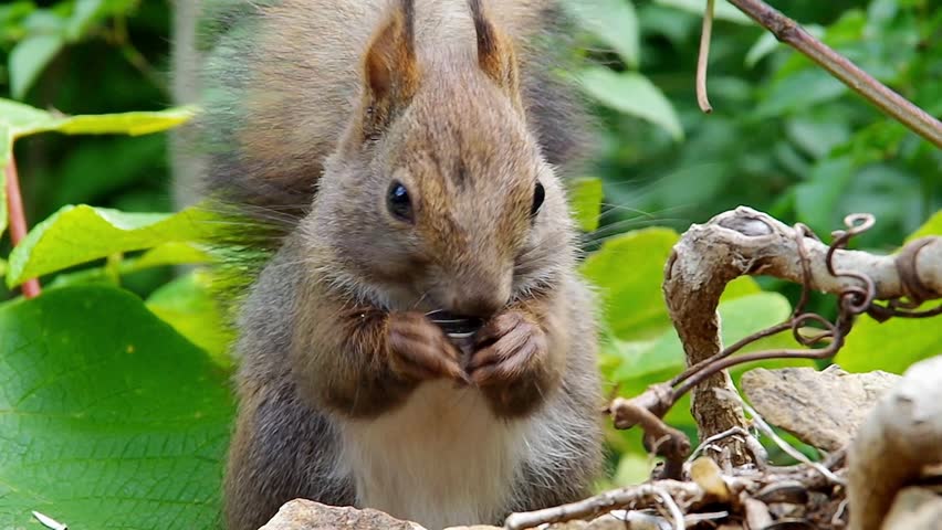 Hokkaido Squirrel eating sunflower seeds