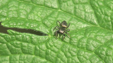Insect Jump spider sits in leaves of green grass in forest outdoor macro