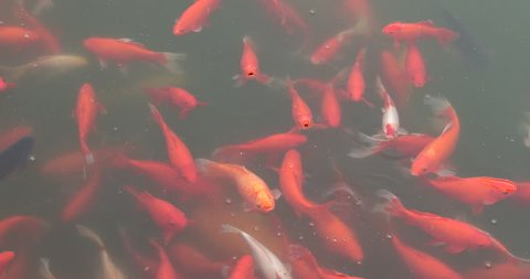 Chinese red goldfish in pond