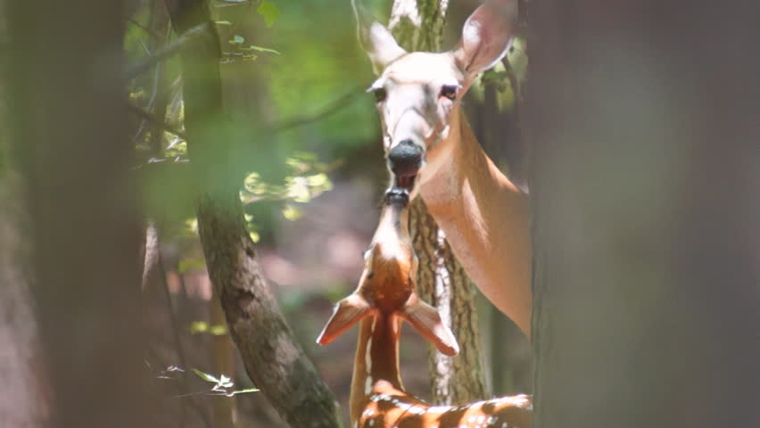 Whitetail Deer doe nurturing fawn