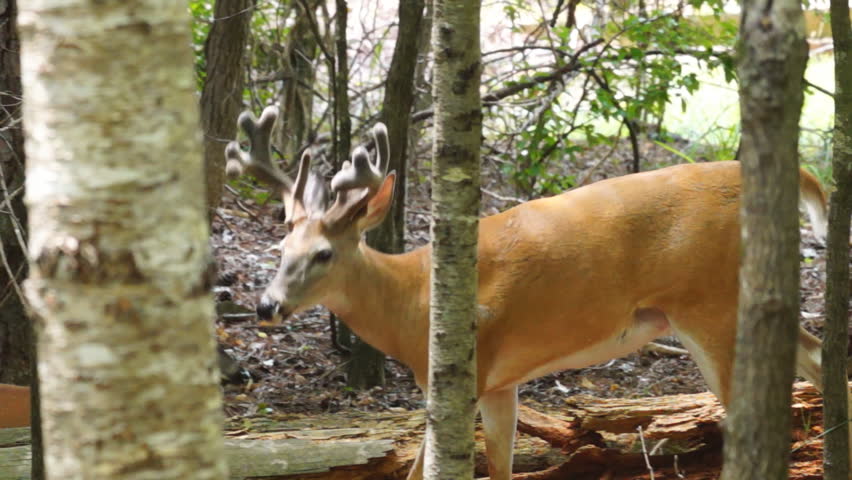 Whitetail deer mature buck in velvet in June