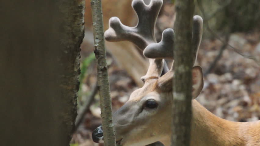Whitetail Deer mature buck in velvet