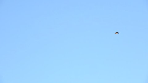 One bird flying in blue sky. Nature background with wildlife.