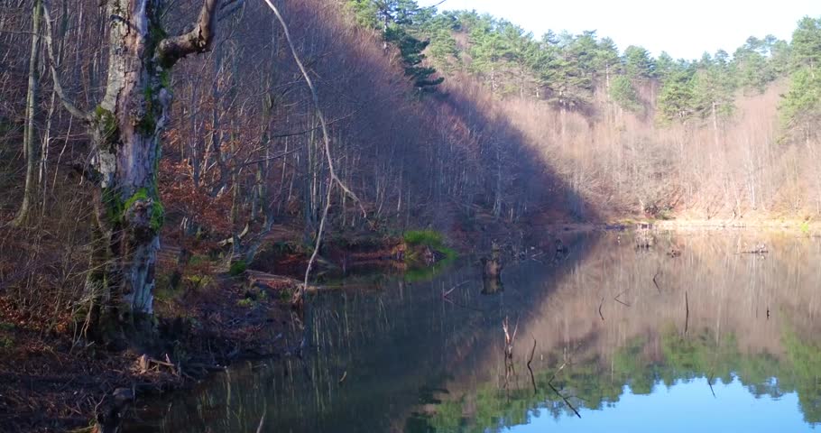 Inspirational shot of alone tree near the beautiful lake.