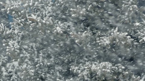 Christmas theme - a detail of pine tree in heavy snow fall. Winter landscape.