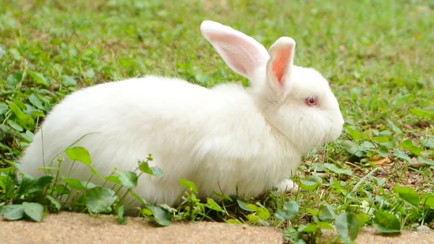 Фото white rabbit