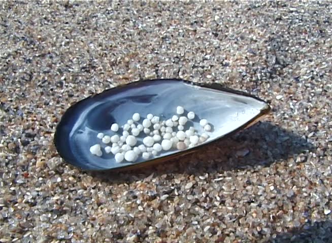 Pearls from the clams. Mytilus galloprovincialis, Black Sea. 