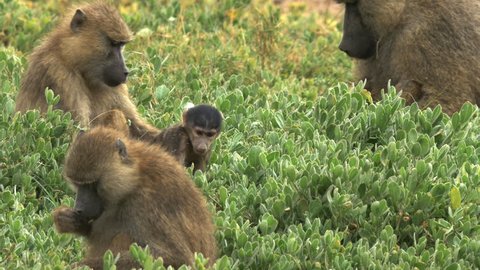 a baby olive baboon plays as its troop feeds on leaves at amboseli national park, kenya