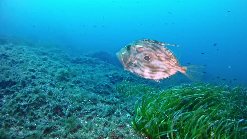 Underwater landscape john dory fish or saint peter fish swimming in a reef