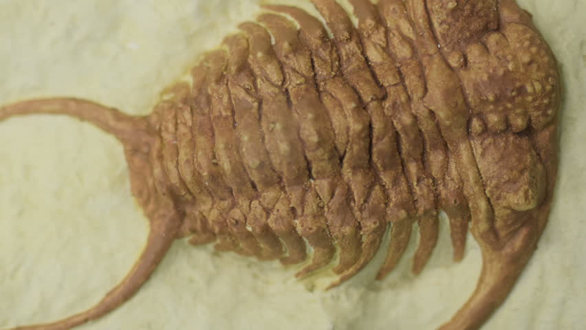 Trilobite Fossil Close Up