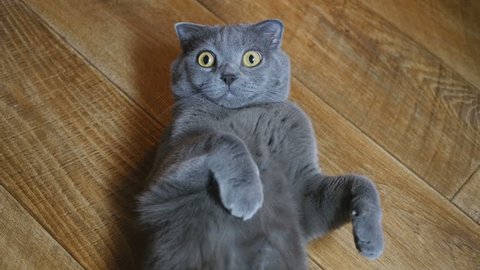 British cat lying on the floor on his back, trying to sleep. British cat happy. Young cute cat is resting on a wooden floor. British shorthair cat with blue-gray fur and yellow eyes.