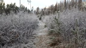 Walking in a frosty forrest, on a sunny winter day, in Uusimaa, Finland.