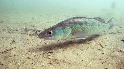 Freshwater fish pike perch (Sander lucioperca) in the beautiful clean pound. Underwater footage in the lake. Wild life animal. Pike perch in the nature habitat with nice background. Live in the river.