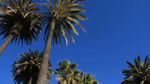 Helicopter races through Palm Trees with a blue sky as backdrop