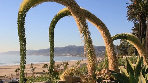 Malibu and Santa Monica Coastline shot through rounded bushes in Santa Monica