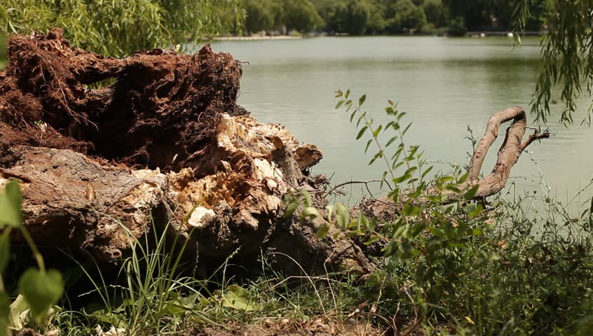 Duck swimming behind fallen tree roots sitting on lake bank. City buildings background. Sunny summer hot day.