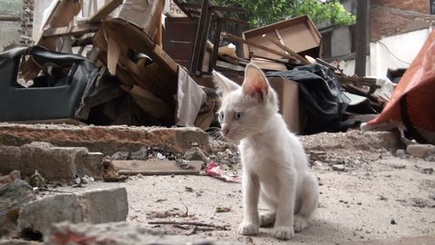 A young kitten sits amidst a demolition site in the old parts of Guangzhou in China