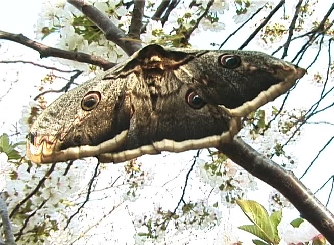 Saturnia pyri, the giant peacock moth, also called the great peacock moth, giant emperor moth, or Viennese emperor, is a Saturniid moth which is native to Europe