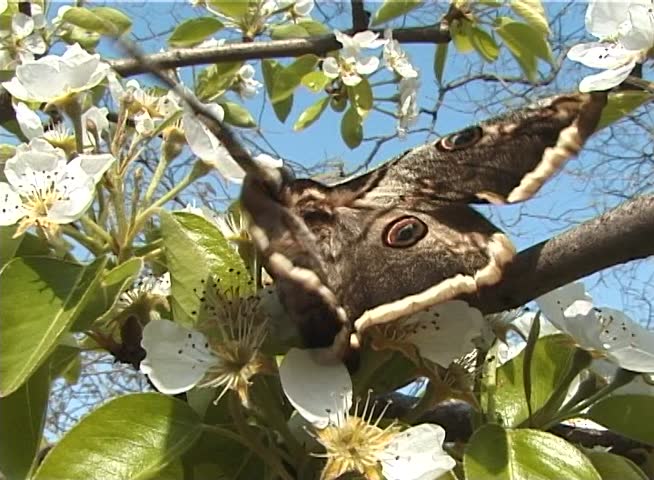 Saturnia pyri, the giant peacock moth, also called the great peacock moth, giant emperor moth, or Viennese emperor, is a Saturniid moth which is native to Europe
