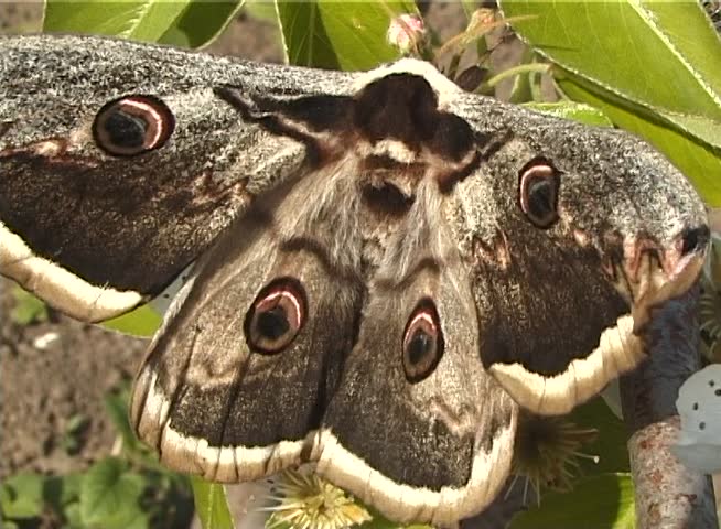 Saturnia pyri, the giant peacock moth, also called the great peacock moth, giant emperor moth, or Viennese emperor, is a Saturniid moth which is native to Europe