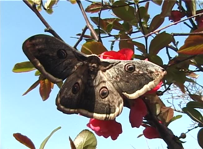 Saturnia pyri, the giant peacock moth, also called the great peacock moth, giant emperor moth, or Viennese emperor, is a Saturniid moth which is native to Europe