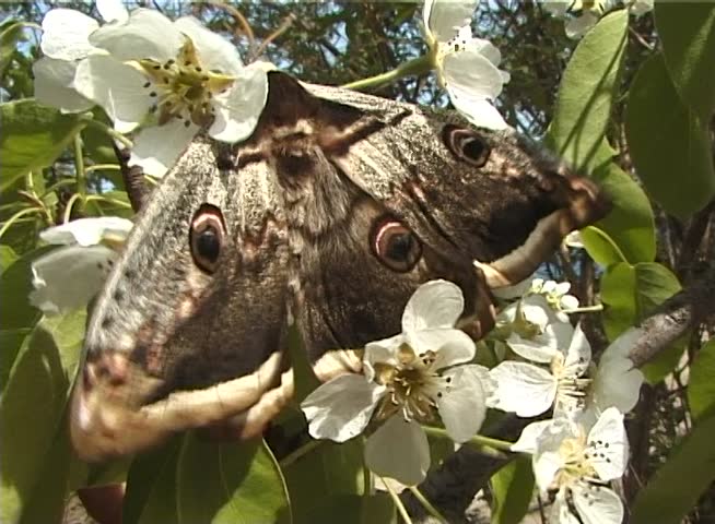 Saturnia pyri, the giant peacock moth, also called the great peacock moth, giant emperor moth, or Viennese emperor, is a Saturniid moth which is native to Europe
