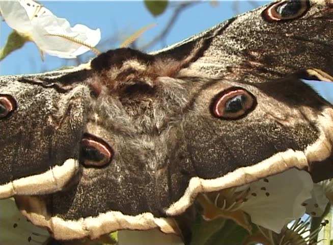 Saturnia pyri, the giant peacock moth, also called the great peacock moth, giant emperor moth, or Viennese emperor, is a Saturniid moth which is native to Europe