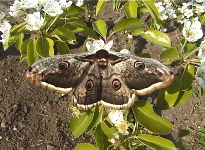 Saturnia pyri, the giant peacock moth, also called the great peacock moth, giant emperor moth, or Viennese emperor, is a Saturniid moth which is native to Europe