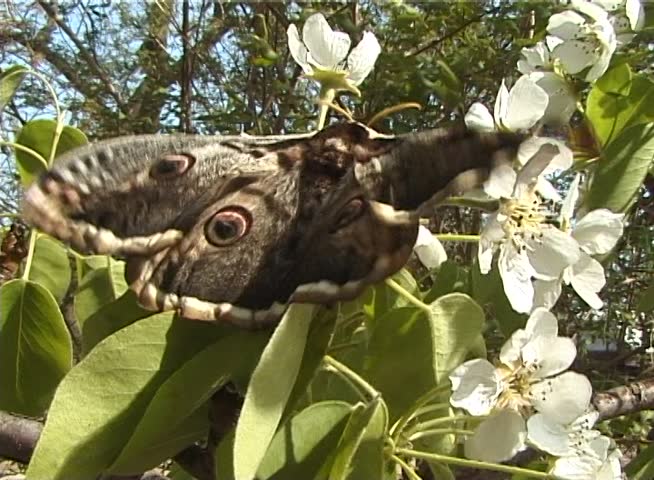 Saturnia pyri, the giant peacock moth, also called the great peacock moth, giant emperor moth, or Viennese emperor, is a Saturniid moth which is native to Europe