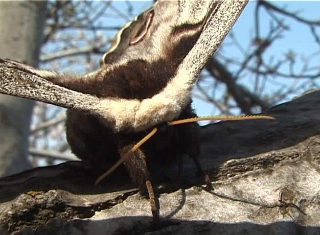 Saturnia pyri, the giant peacock moth, also called the great peacock moth, giant emperor moth, or Viennese emperor, is a Saturniid moth which is native to Europe