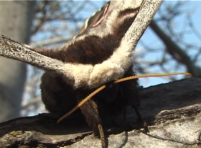 Saturnia pyri, the giant peacock moth, also called the great peacock moth, giant emperor moth, or Viennese emperor, is a Saturniid moth which is native to Europe
