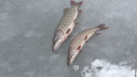 Two fish caught pike lie on river ice winter