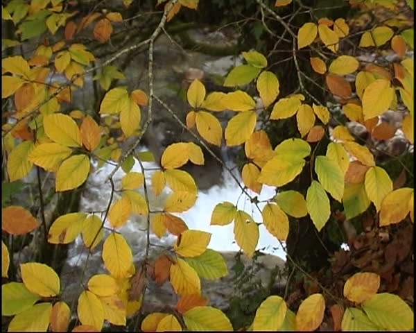 Yellow leafs near the river