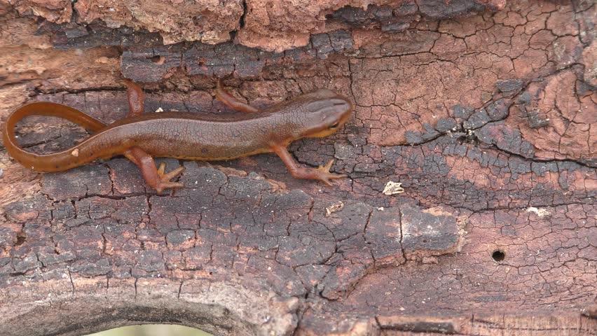 Adult male Eastern Red-spotted Newt (Notophthalmus viridescens) on a log