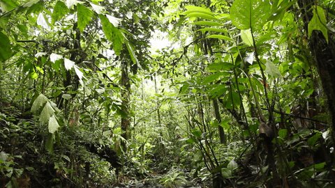 Rainforest stream in the Upper Amazon, Ecuador at 940m elevation