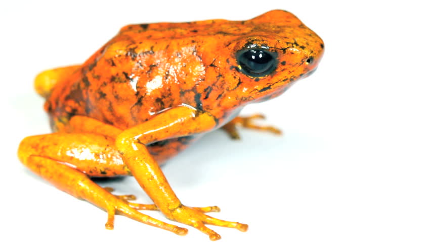 Harlequin Poison Frogs (Oophaga sylvatica) Colour variant from Durango, Western Ecuador.