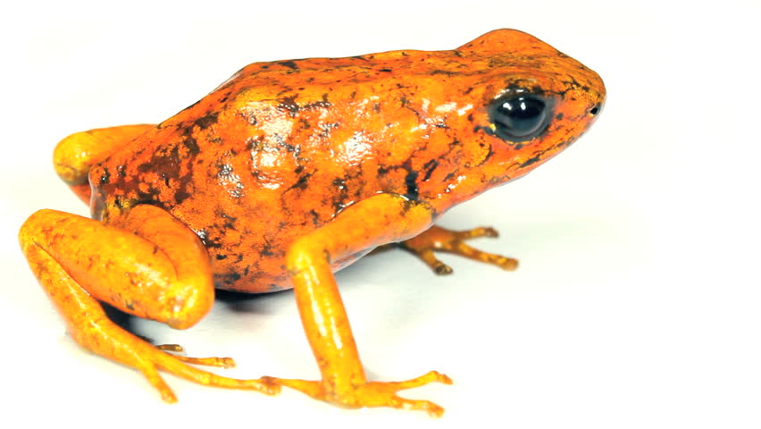 Harlequin Poison Frogs (Oophaga sylvatica) Colour variant from Durango, Western Ecuador.