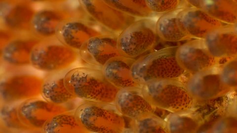 anemone fish egg